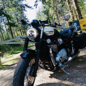 Profile photo of Triumphant_Rider