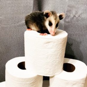 Profile photo of TannerC